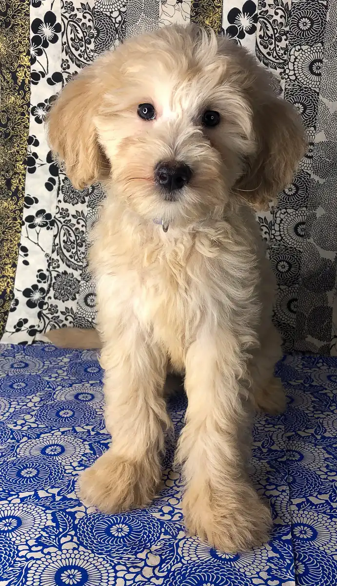 Apricot colored outlet goldendoodle